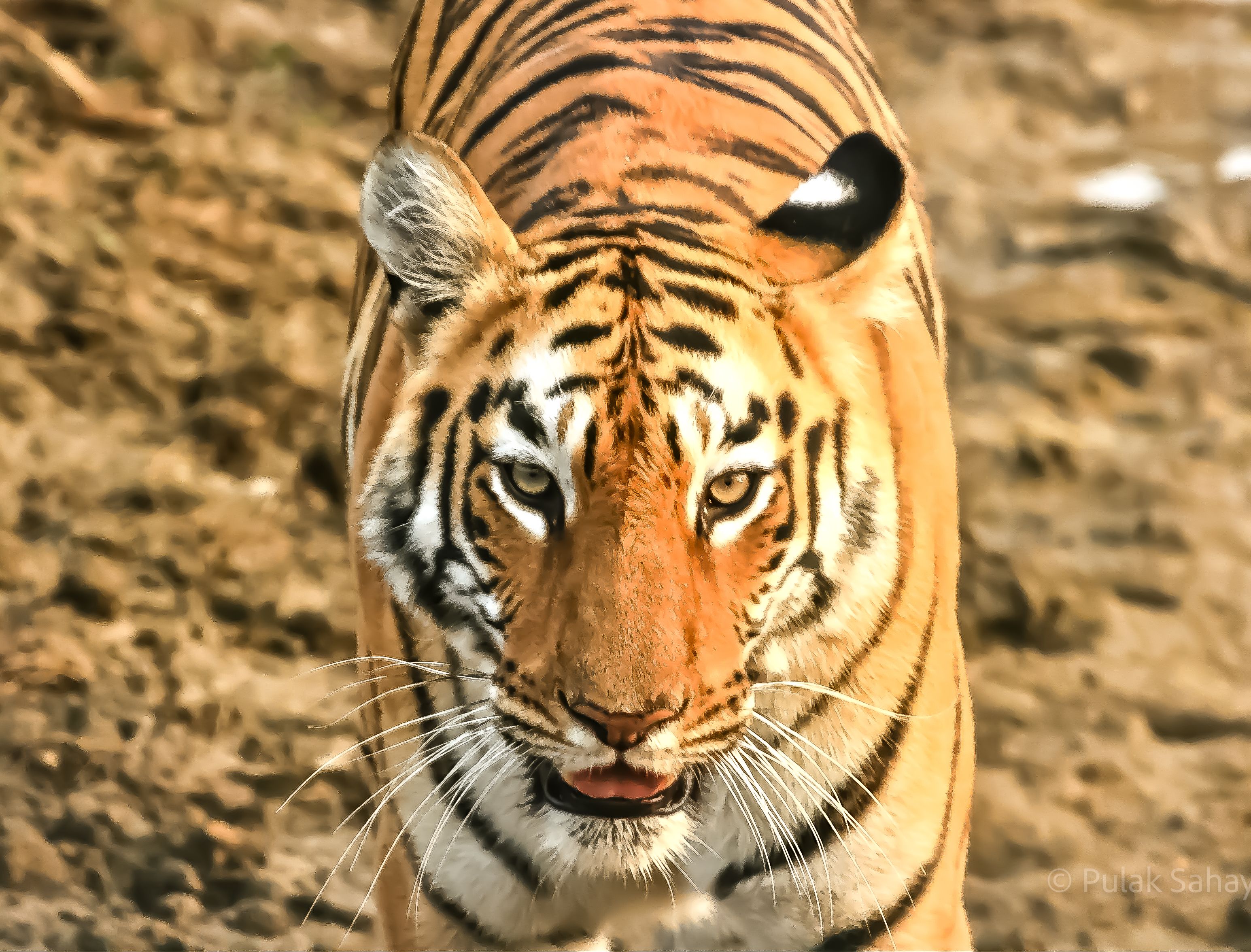 Tiger stare front